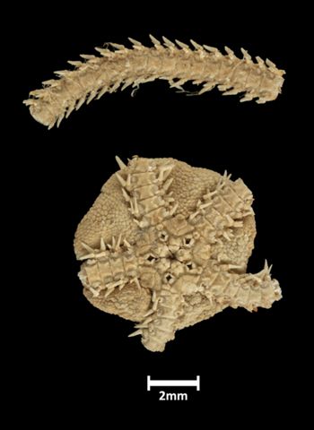 Media type: image;   Invertebrate Zoology OPH-1468 Description: Underside view of single ophiuroid specimen and a portion of one arm with a scale bar.;  Aspect: ventral